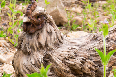 Hen Squatting- Driftwood Look Statue HI-LINE GIFT LTD.