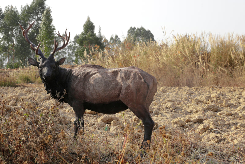 North American Elk Statue HI-LINE GIFT LTD.