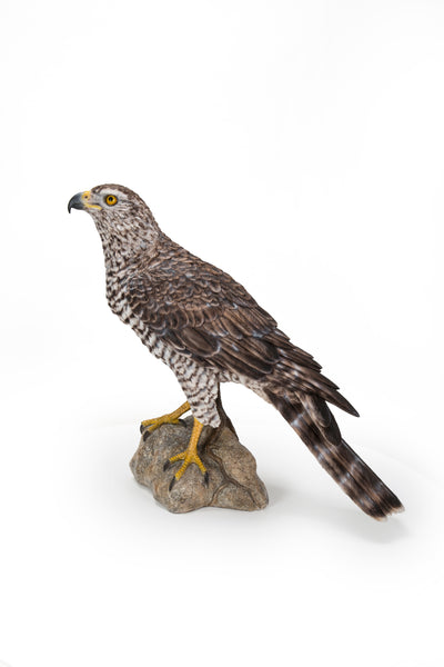 Northern Goshawk Standing On Rock Statue Hi-Line Gift Ltd.