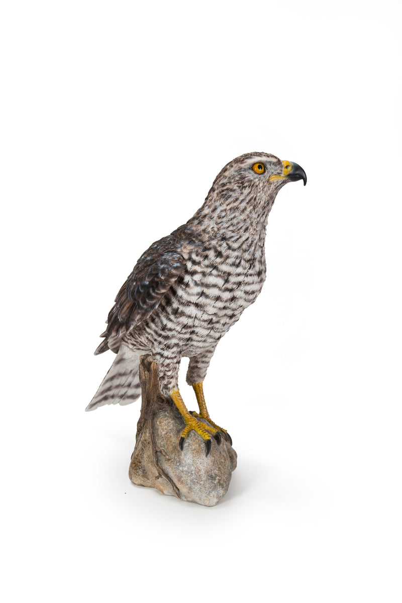 Northern Goshawk Standing On Rock Statue Hi-Line Gift Ltd.