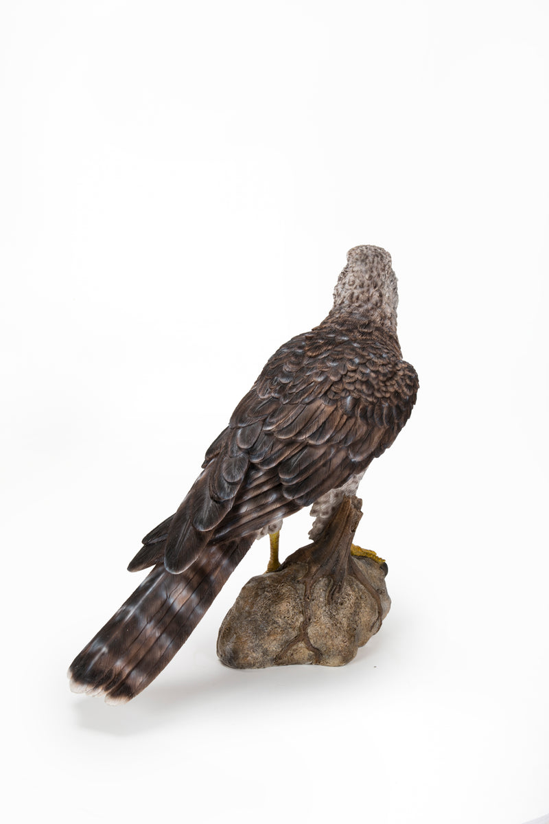 Northern Goshawk Standing On Rock Statue Hi-Line Gift Ltd.