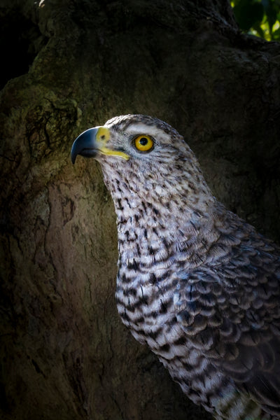 Northern Goshawk Standing On Rock Statue Hi-Line Gift Ltd.