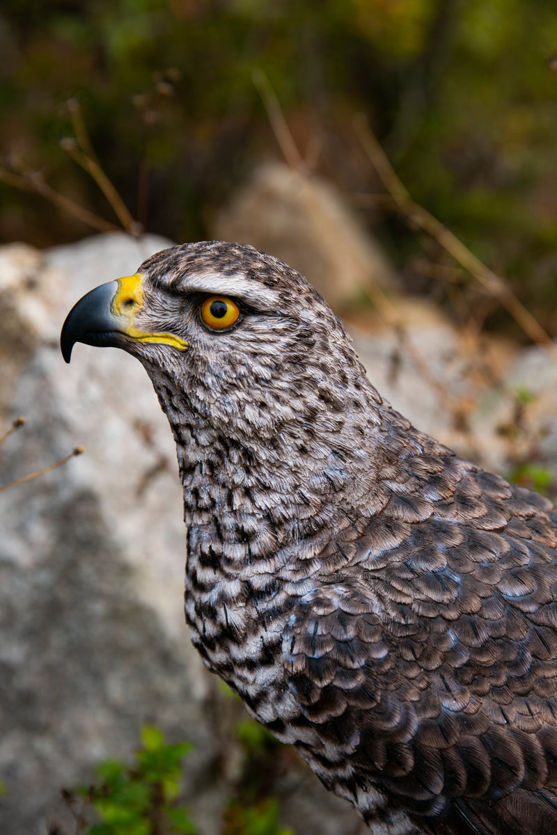 Northern Goshawk Standing On Rock Statue Hi-Line Gift Ltd.