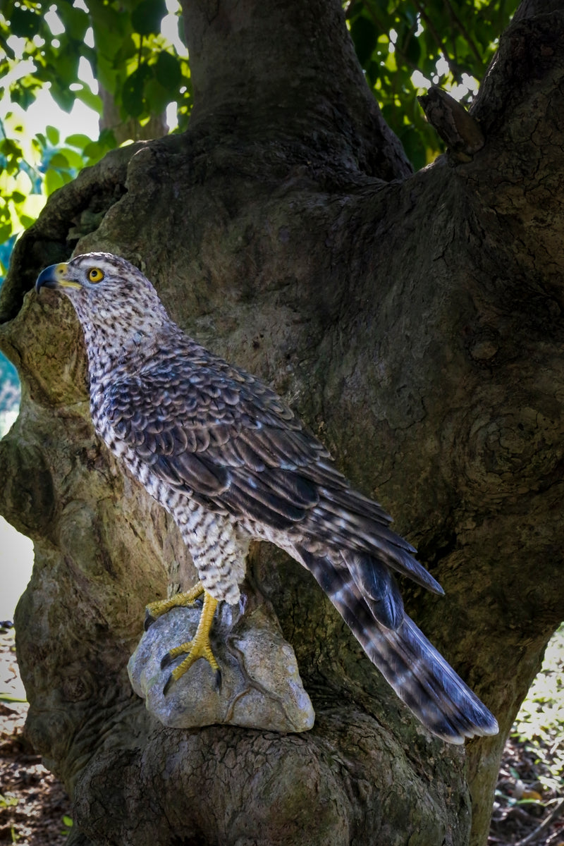 Northern Goshawk Standing On Rock Statue Hi-Line Gift Ltd.