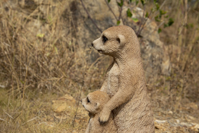 Meerkat - Mother and Baby Statue HI-LINE GIFT LTD.