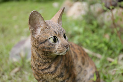 Sitting Bengal Cat Statue HI-LINE GIFT LTD.