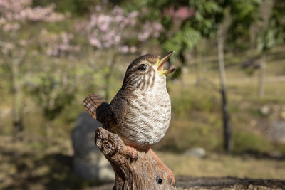 Motion Activated Singing Troglodytes Standing Stump Statue HI-LINE GIFT LTD.