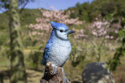 Motion Activated Singing Blue Jay Statue HI-LINE GIFT LTD.