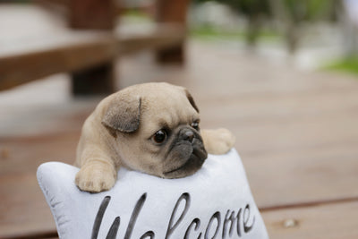 Pug Puppy with Welcome Sign Statue HI-LINE GIFT LTD.