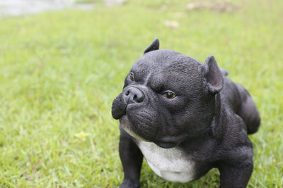 Walking Black Bully Dog Statue Hi-Line Gift Ltd.