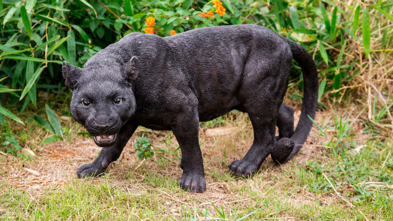 Black Panther Stalking HI-LINE GIFT LTD.