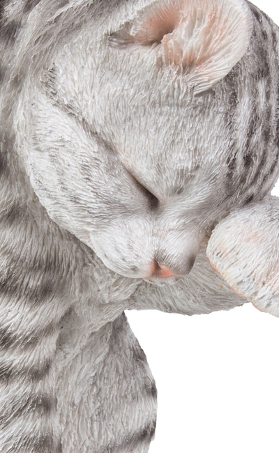 Grey Tabby Cat American Shorthair Washing Hi-Line Gift Ltd.