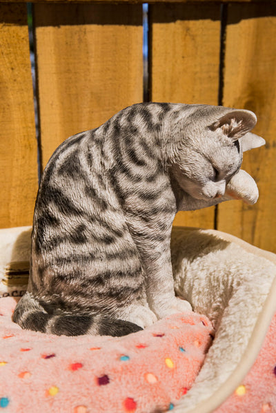 Grey Tabby Cat American Shorthair Washing Hi-Line Gift Ltd.