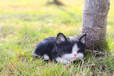 Kitten Sleeping - Black and White Statue HI-LINE GIFT LTD.