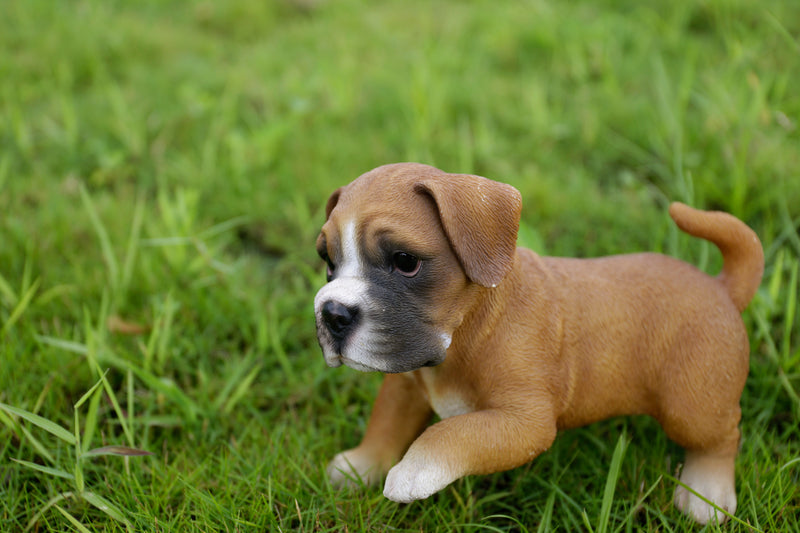 Boxer Puppy Playing Statue HI-LINE GIFT LTD.