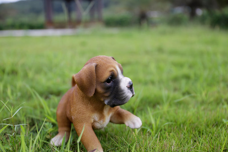 Boxer Puppy Playing Statue HI-LINE GIFT LTD.