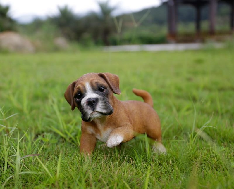 Boxer Puppy Playing Statue HI-LINE GIFT LTD.