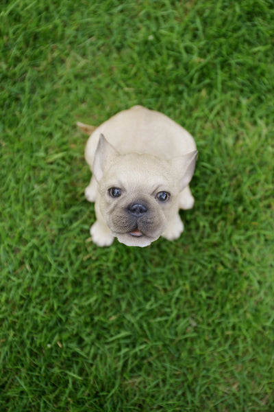 French Bulldog Puppy Howling Statue HI-LINE GIFT LTD.