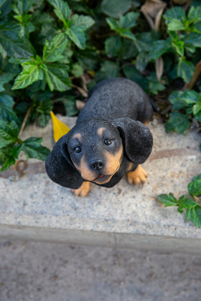 Hi-Line Exclusive - Howling Dachshund Puppy Statue HI-LINE GIFT LTD.