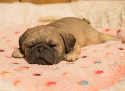 Pug Puppy Sleeping Brown Statue HI-LINE GIFT LTD.