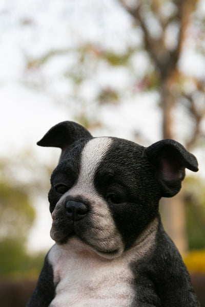 Boston Terrier Sitting Sleepy Statue HI-LINE GIFT LTD.