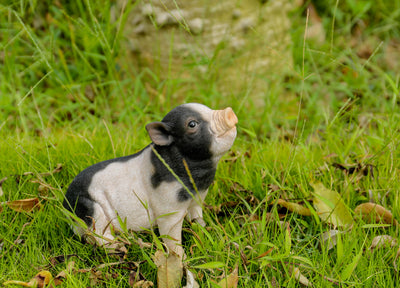 Baby Pig Sitting - Black And White HI-LINE GIFT LTD.