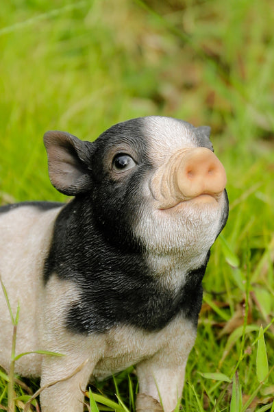 Baby Pig Sitting - Black And White HI-LINE GIFT LTD.