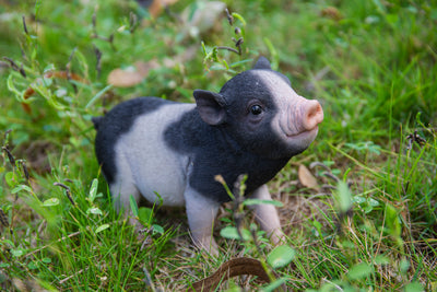 Baby Pig Standing - Black And White HI-LINE GIFT LTD.