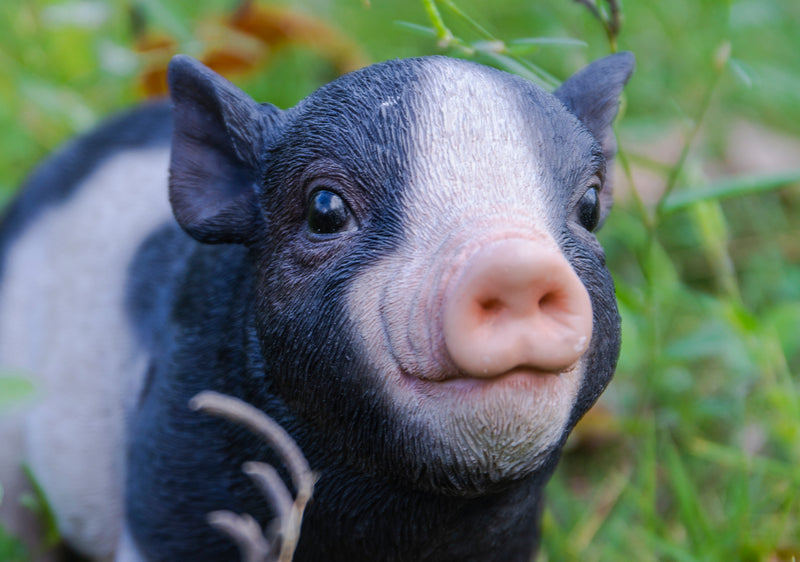 Baby Pig Standing - Black And White HI-LINE GIFT LTD.