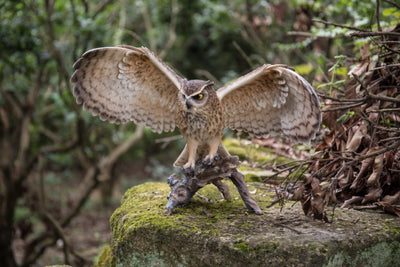 Eagle Owl On Branch W/Wings Out Hi-Line Gift Ltd.