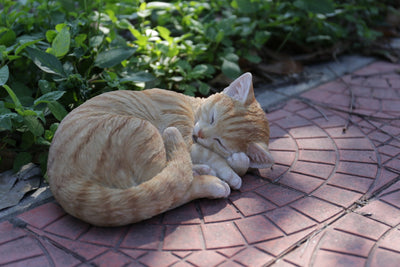 Orange Tabby Cat Sleeping Lying Down HI-LINE GIFT LTD.