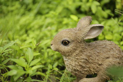 Hare Cub Jumping Statue HI-LINE GIFT LTD.