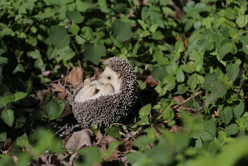 Hedgehog on Back Statue HI-LINE GIFT LTD.