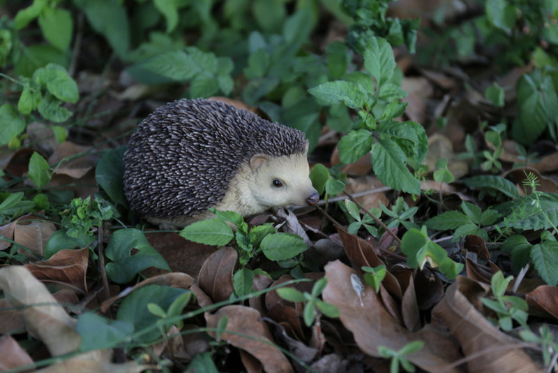 Sitting Hedgehog Hi-Line Gift Ltd.