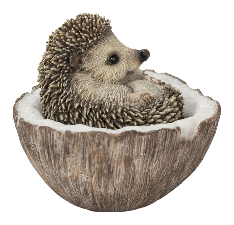 Coconut Hedgehog HI-LINE GIFT LTD.