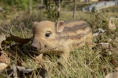 Wild Boar Standing Statue HI-LINE GIFT LTD.