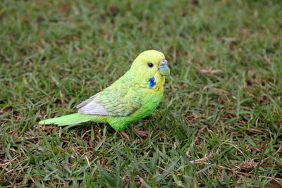 Budgerigar With Iron Foot Green HI-LINE GIFT LTD.