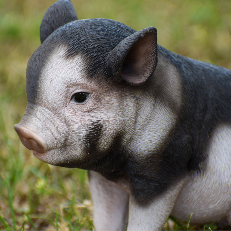 Sitting Baby Pig- Dark Brown Statue HI-LINE GIFT LTD.