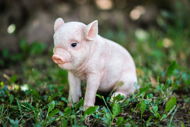 Sitting Baby Pig Statue HI-LINE GIFT LTD.