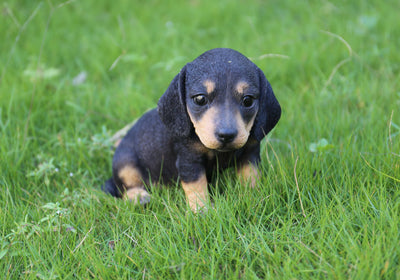 Pet Pals - Dachshund puppy Statue - Black HI-LINE GIFT LTD.