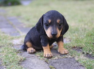 Pet Pals - Dachshund puppy Statue - Black HI-LINE GIFT LTD.