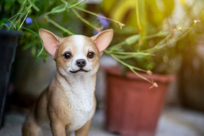 Chihuahua Sitting Statue HI-LINE GIFT LTD.