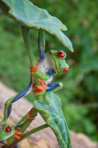 Lotus Leaf With Red-Eyed Tree Frog HI-LINE GIFT LTD.