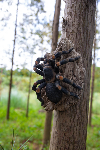 Tarantula HI-LINE GIFT LTD.