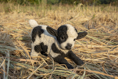 Small Black & White Baby Lamb Playing Hi-Line Gift Ltd.