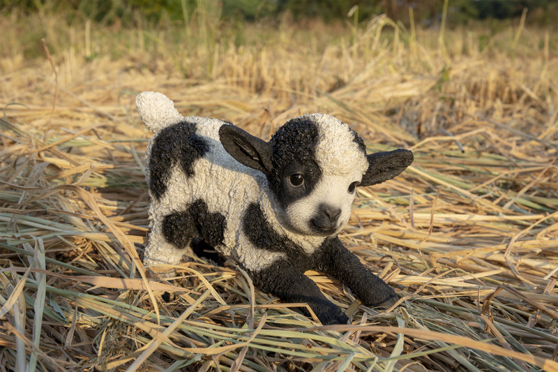 Small Black & White Baby Lamb Playing Hi-Line Gift Ltd.