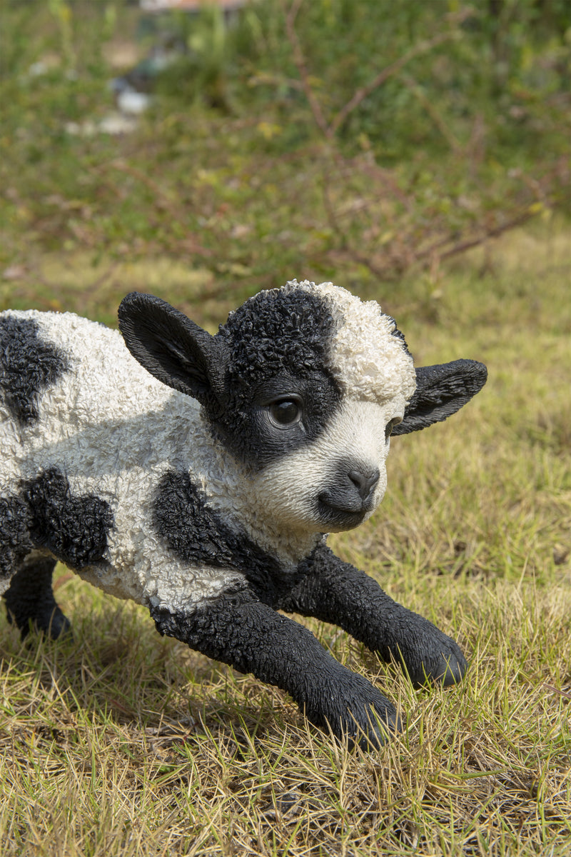 Small Black & White Baby Lamb Playing Hi-Line Gift Ltd.