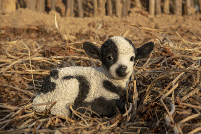 Small Black & White Baby Lamb Lying Down Hi-Line Gift Ltd.