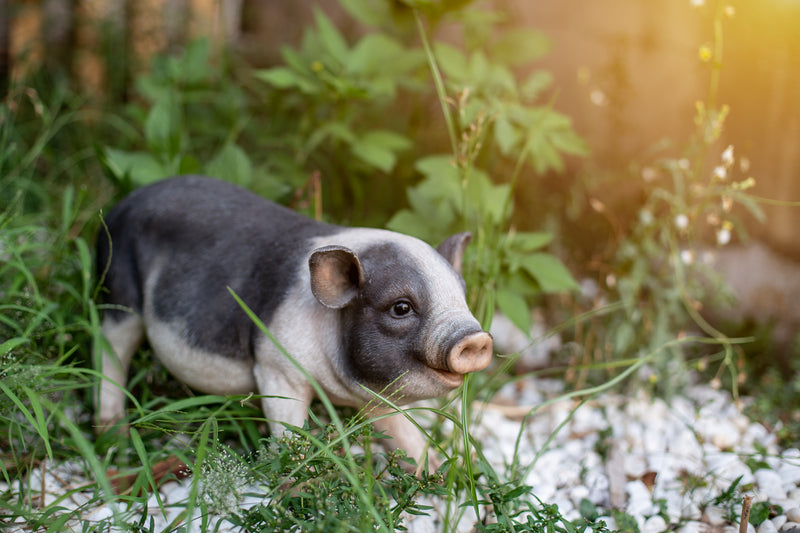 Pot Belly Pig Standing Statue HI-LINE GIFT LTD.