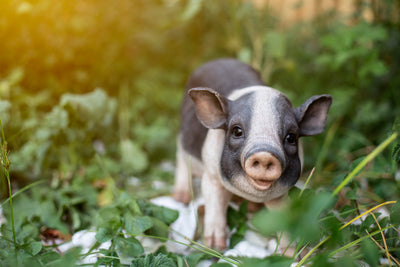 Pot Belly Pig Standing Statue HI-LINE GIFT LTD.